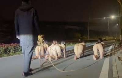 Poster of Tối Tối Phải Dắt 5 Em Gái Xinh Đi Dạo